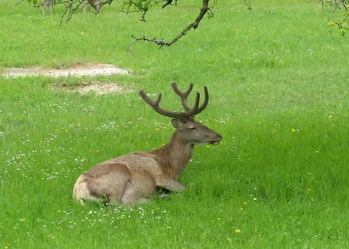 Les וילטה בריאה