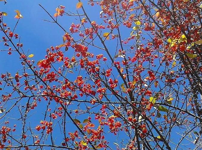 לינה וארוחת בוקר Les