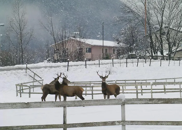 Les וילטה בריאה